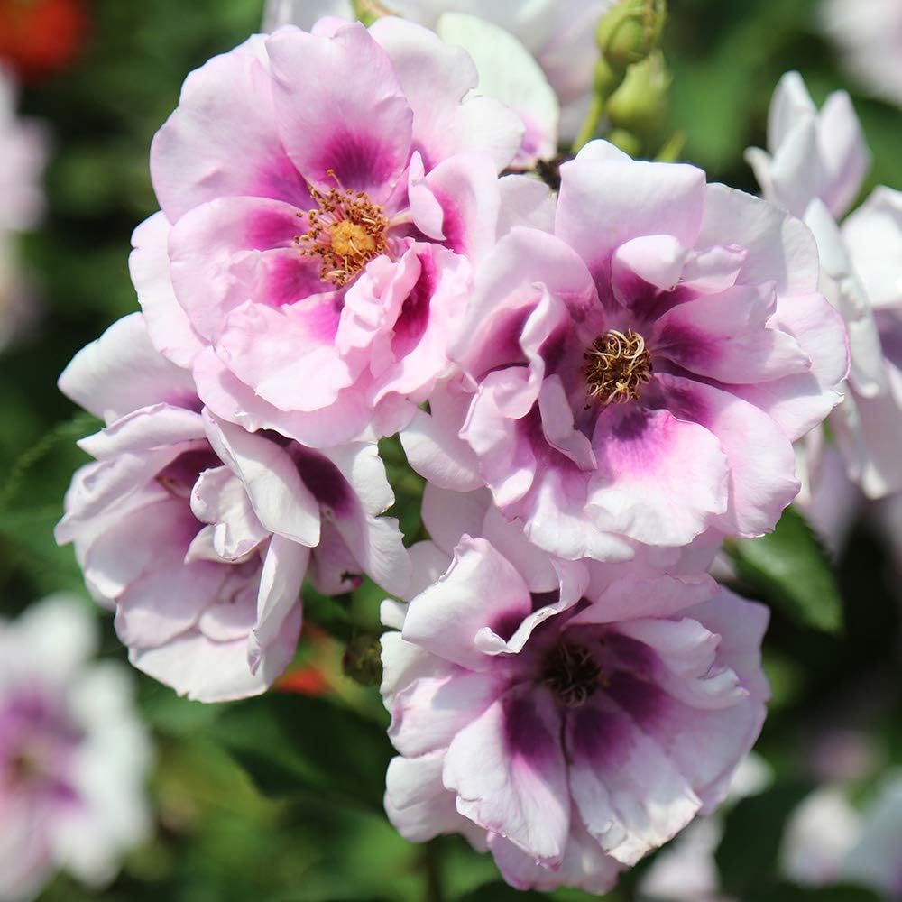 Easy on the Eyes Shrub Rose